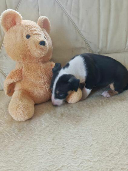 Szczenięta Bulterier sprzedam.