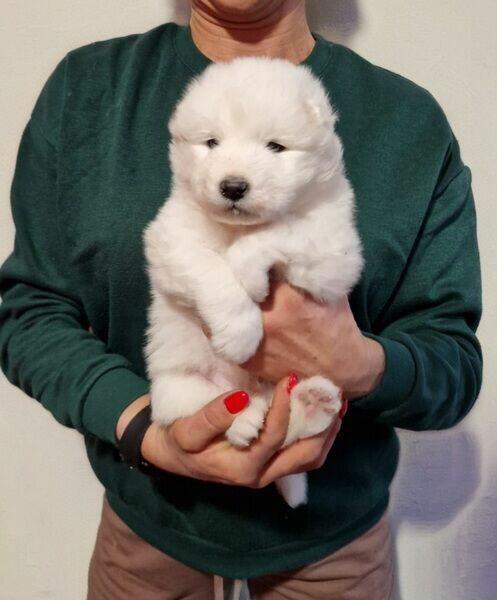 Rasowe szczeniaczki rasy Samoyed - Hodowla Pola Elizejskie