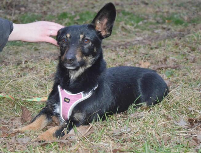 DOROTKA przyjazna mała sunia uratowana