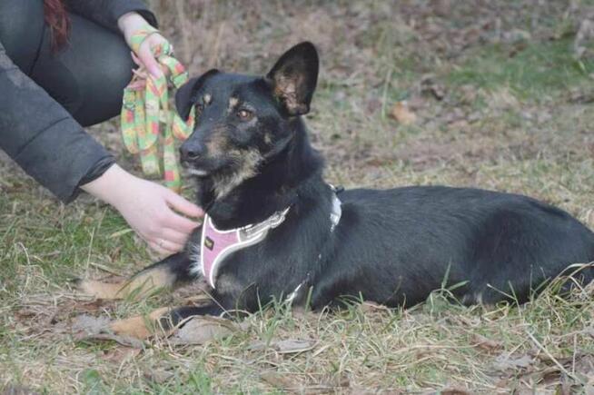 DOROTKA przyjazna mała sunia uratowana