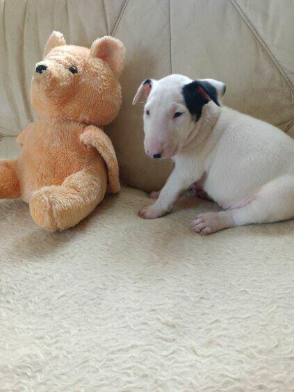 Szczenięta Bulterier sprzedam.