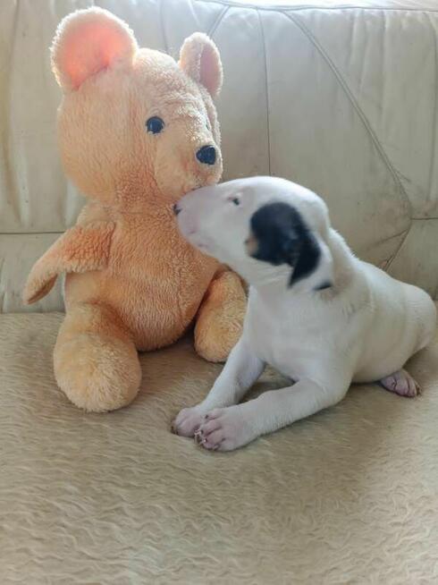 Szczenięta Bulterier sprzedam.