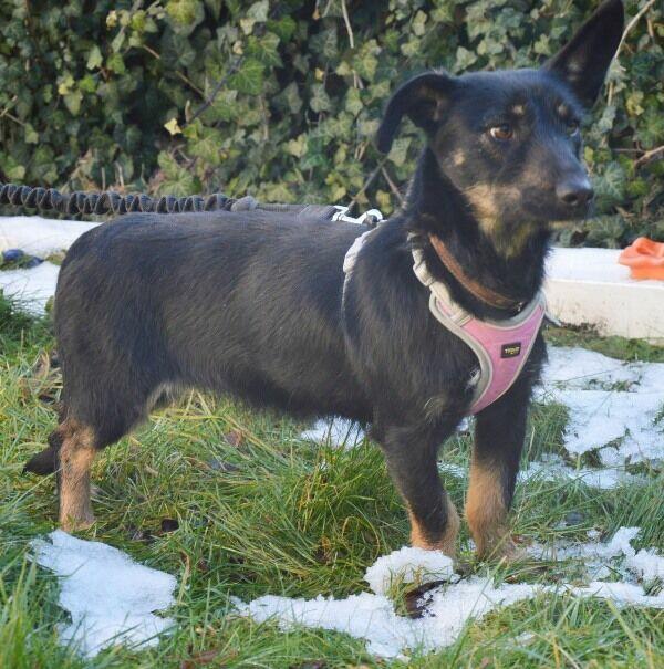 DOROTKA przyjazna mała sunia uratowana