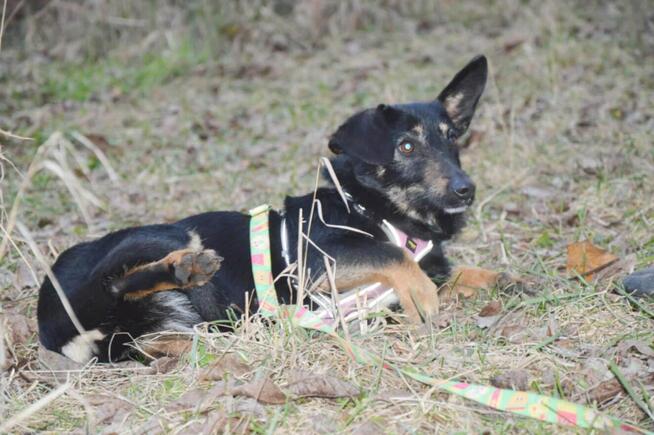DOROTKA przyjazna mała sunia uratowana