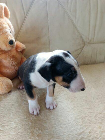 Szczenięta Bulterier sprzedam.