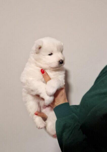 Rasowe szczeniaczki rasy Samoyed - Hodowla Pola Elizejskie