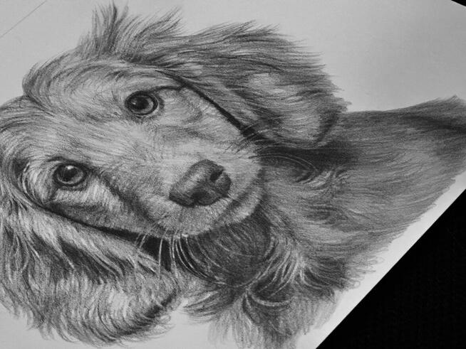 Rysunek ołówkiem pieska A5 - piękna praca, dostępna od ręki