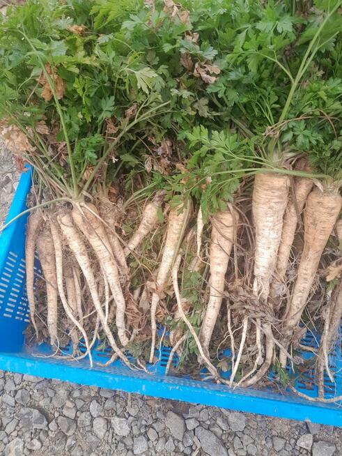 Pietruszka korzeń Arat