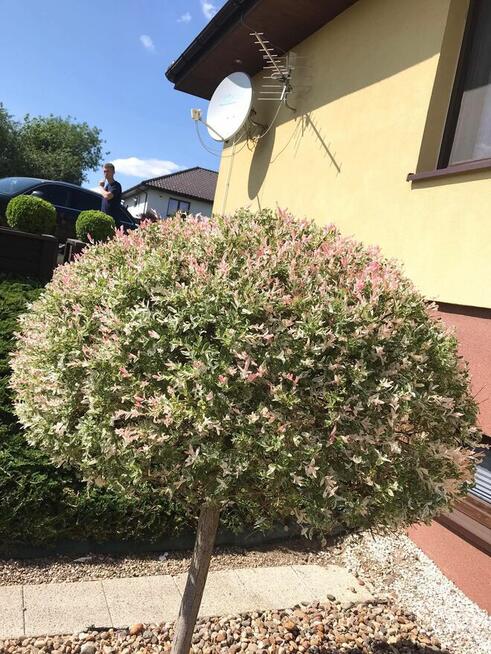 Profesjonalne usługi ogrodnicze