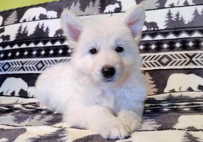 Biały owczarek szwajcarski