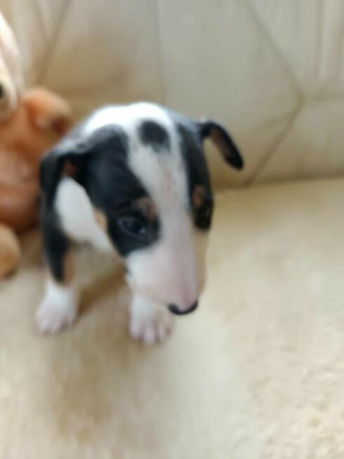 Szczenięta Bulterier sprzedam.