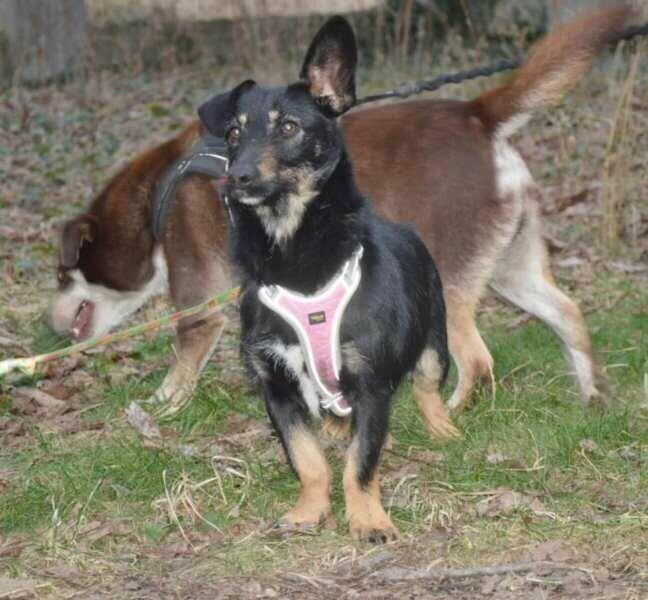 DOROTKA przyjazna mała sunia uratowana