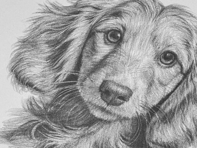 Rysunek ołówkiem pieska A5 - piękna praca, dostępna od ręki