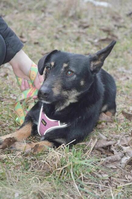 DOROTKA przyjazna mała sunia uratowana