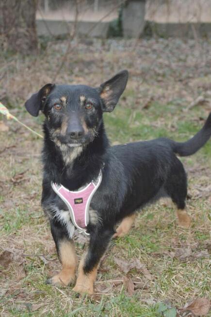 DOROTKA przyjazna mała sunia uratowana