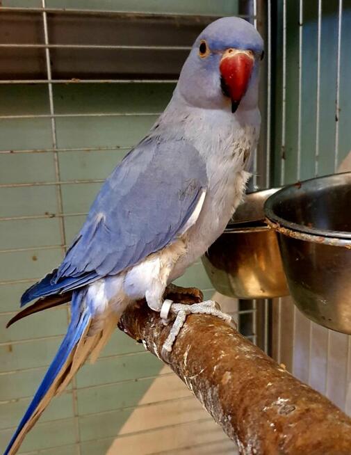 Papuga aleksandretta