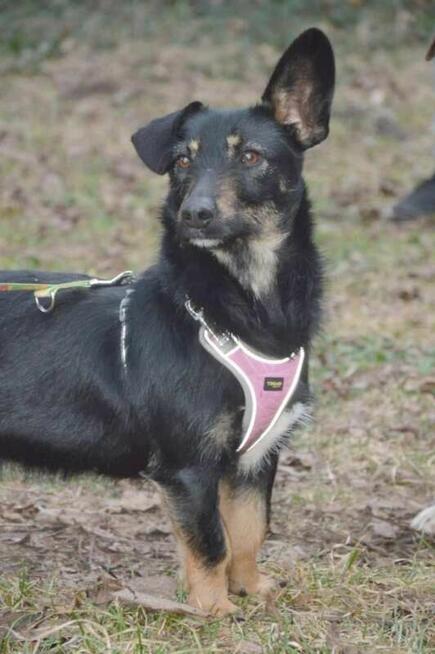 DOROTKA przyjazna mała sunia uratowana