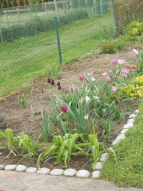 Działka ROD Hutnik 2