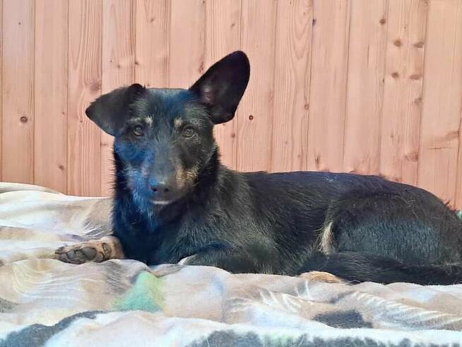 DOROTKA przyjazna mała sunia uratowana