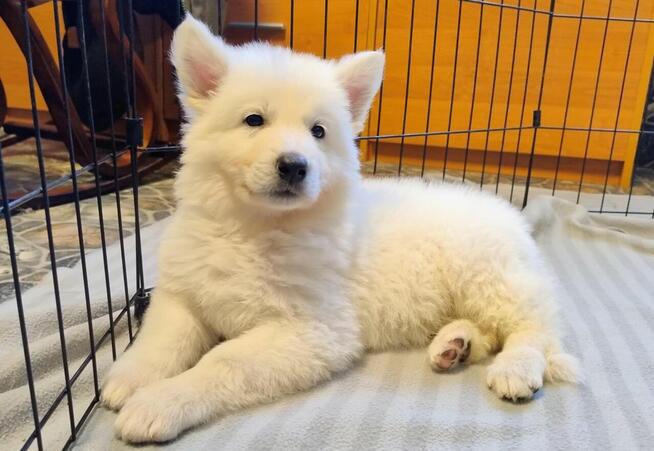 Biały owczarek szwajcarski