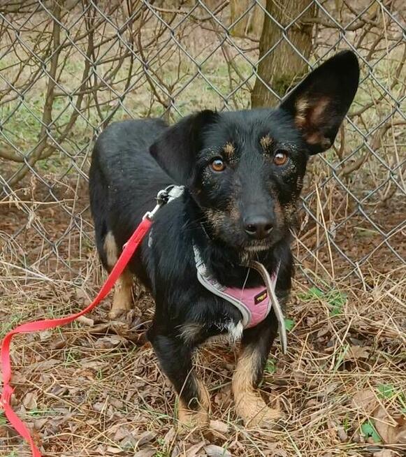 DOROTKA przyjazna mała sunia uratowana