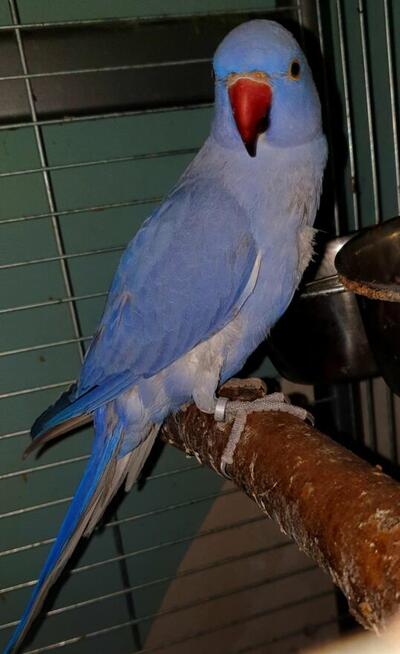 Papuga aleksandretta