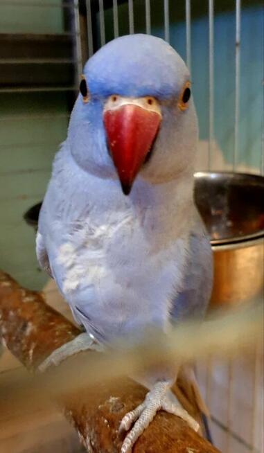 Papuga aleksandretta