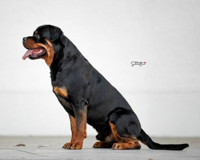 Rottweiler FCI ZKwP Białystok szczenięta, szczeniak