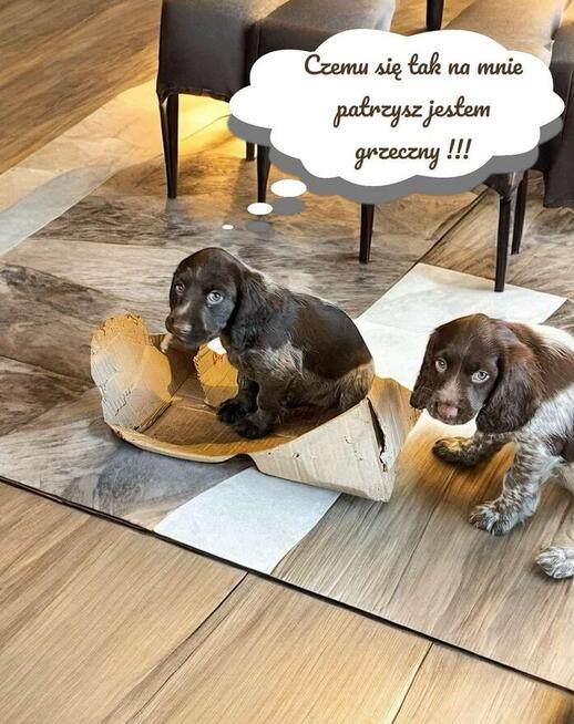 Szczenięta Polski Spaniel Myśliwski miot P