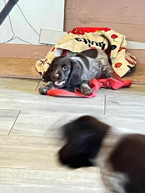 Szczenięta Polski Spaniel Myśliwski miot P