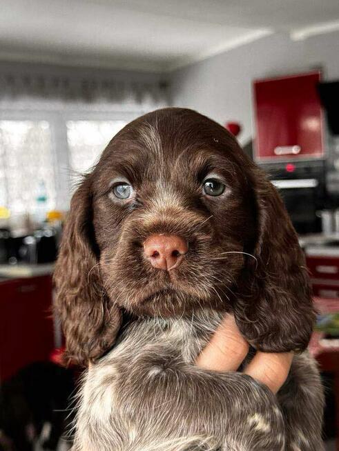 Szczenięta Polski Spaniel Myśliwski miot P