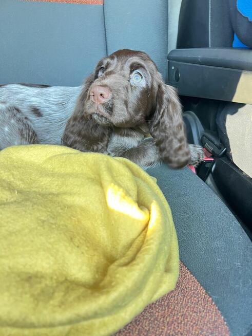 Szczenięta Polski Spaniel Myśliwski miot P