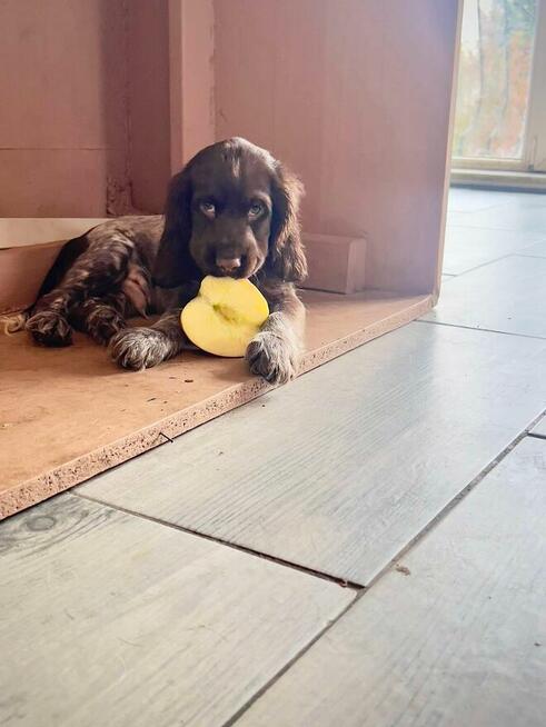 Szczenięta Polski Spaniel Myśliwski miot P