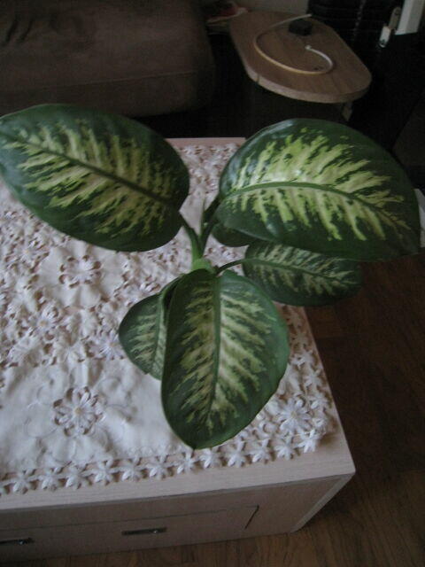 Difenbachia, kwiat doniczkowy