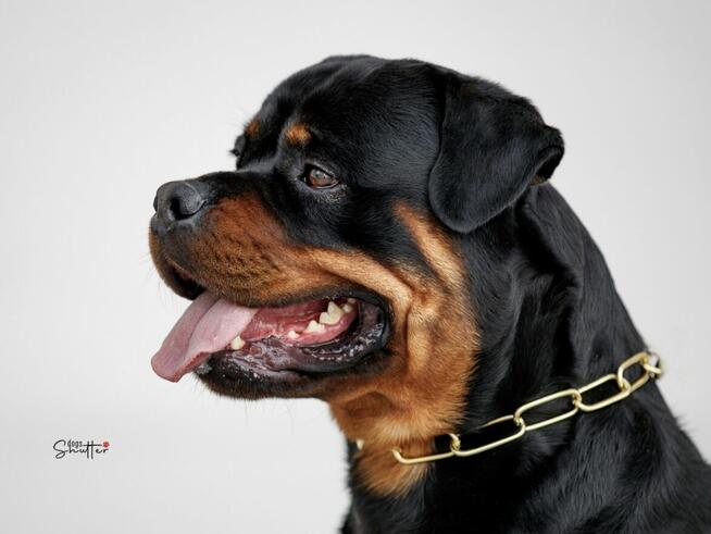 Rottweiler FCI ZKwP Białystok szczenięta, szczeniak