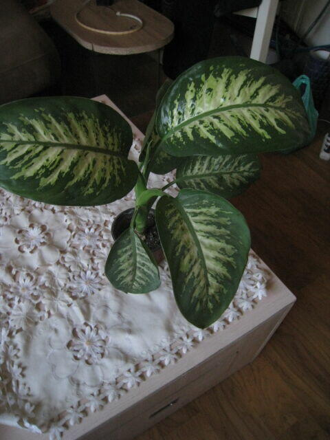 Difenbachia, kwiat doniczkowy