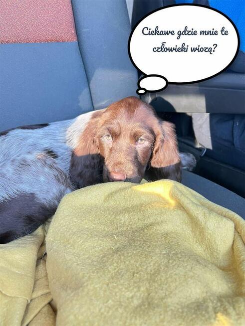 Szczenięta Polski Spaniel Myśliwski miot P