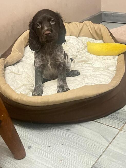 Szczenięta Polski Spaniel Myśliwski miot P