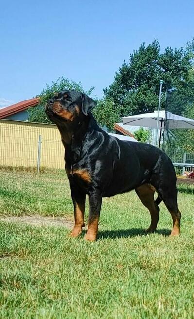 Rottweiler FCI ZKwP Białystok szczenięta, szczeniak