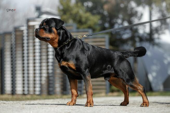 Rottweiler FCI ZKwP Białystok szczenięta, szczeniak