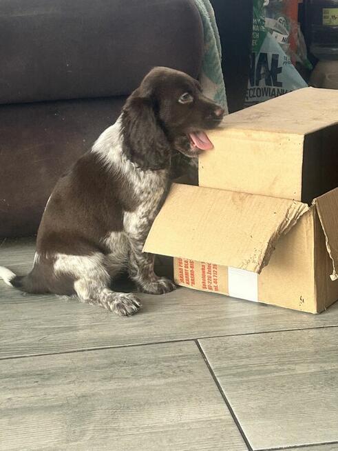 Szczenięta Polski Spaniel Myśliwski miot P