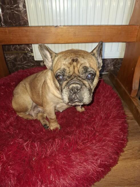 Oddam suczke buldog francuski
