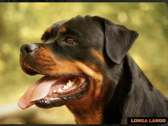 Rottweiler FCI ZKwP Białystok szczenięta, szczeniak