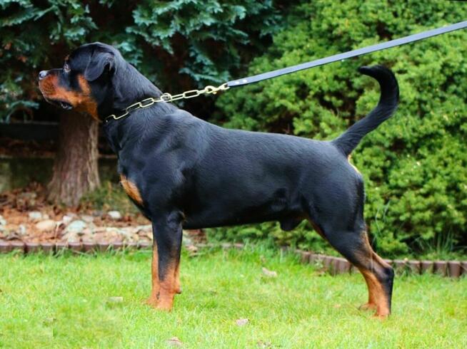Rottweiler FCI ZKwP Białystok szczenięta, szczeniak