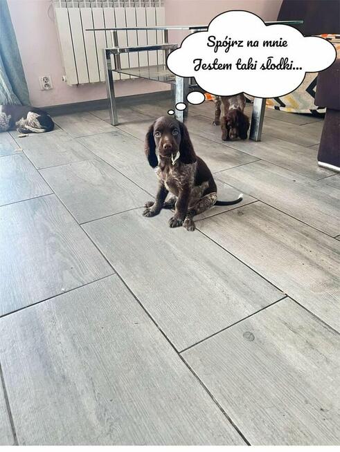Szczenięta Polski Spaniel Myśliwski miot P