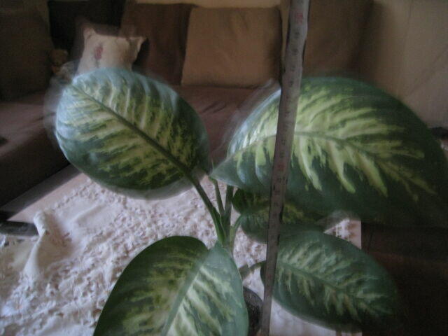 Difenbachia, kwiat doniczkowy