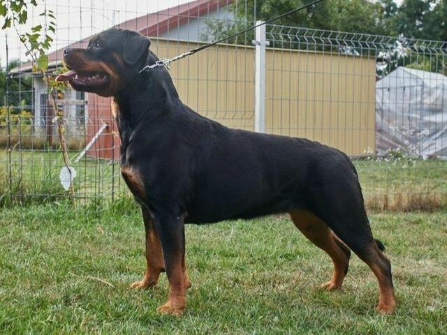 Rottweiler FCI ZKwP Białystok szczenięta, szczeniak