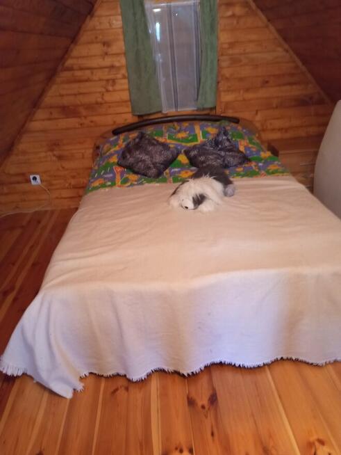 Wynajmę działkę z domkiem drewniany