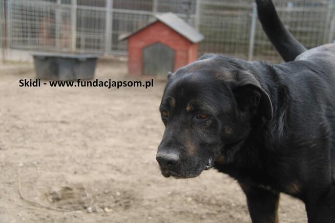 Skidi szuka kochającego domu