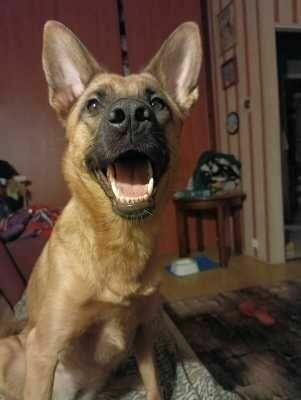 Młody pies typu owczarek - za darmo